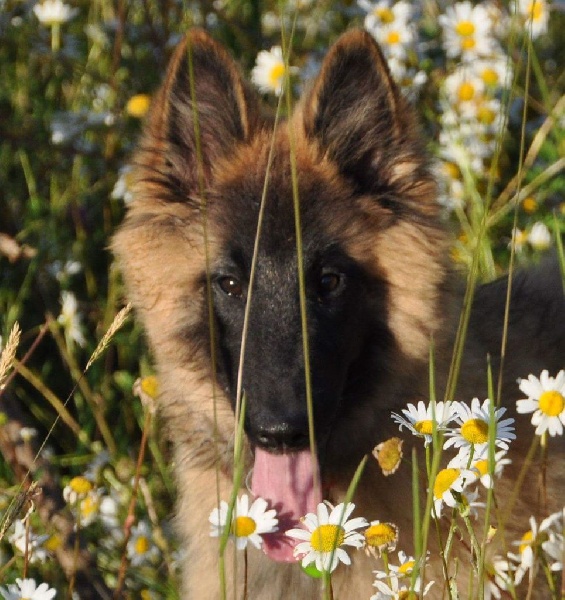 Ss. just a belieber des canis du brabant