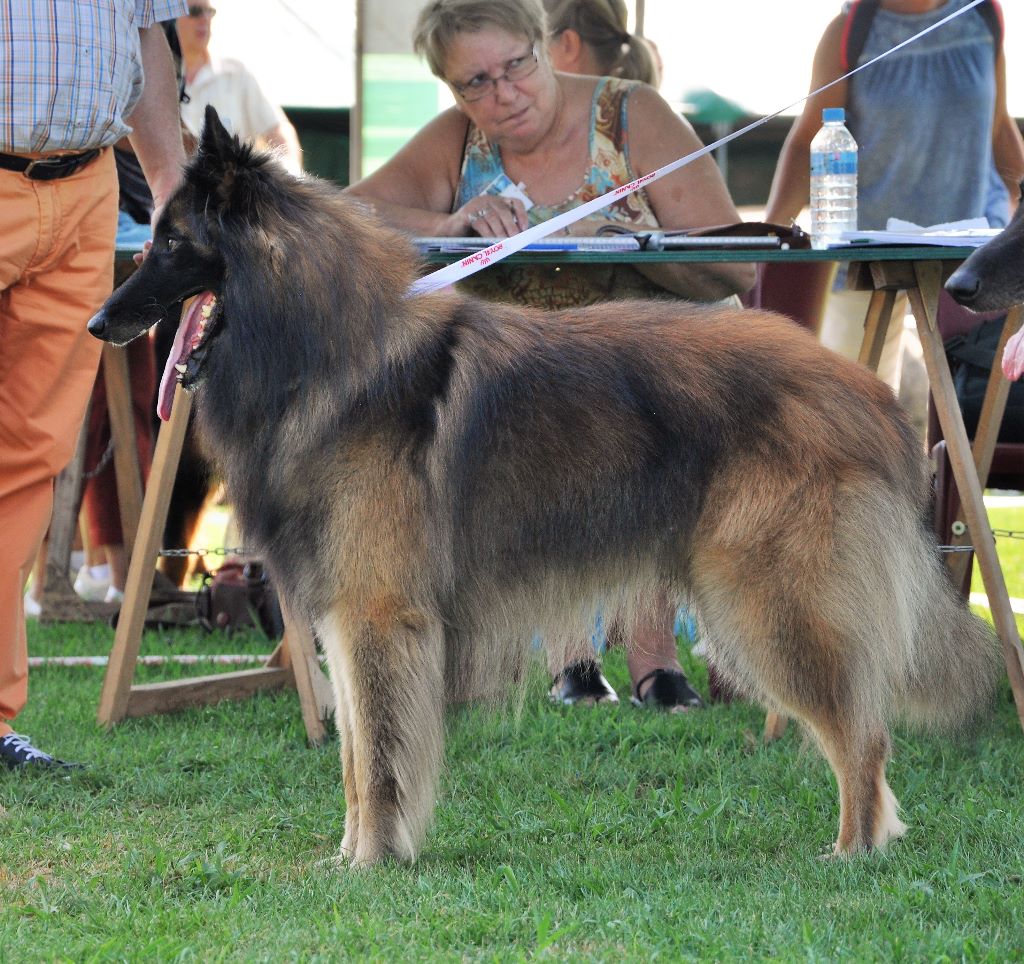 Ss. just a belieber des canis du brabant