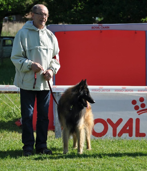 Ss. just a belieber des canis du brabant