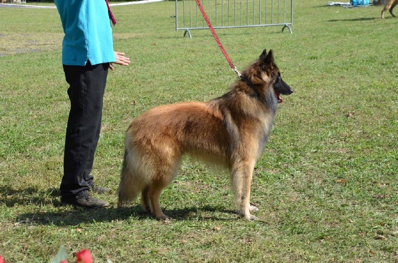 Ss. just a belieber des canis du brabant