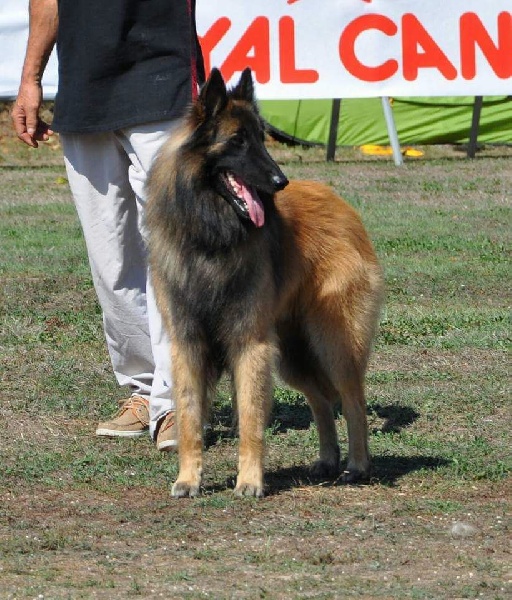 Ss. just a belieber des canis du brabant