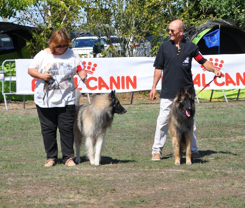 Ss. just a belieber des canis du brabant