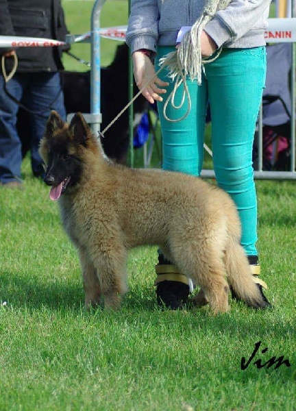 Ss. just a belieber des canis du brabant