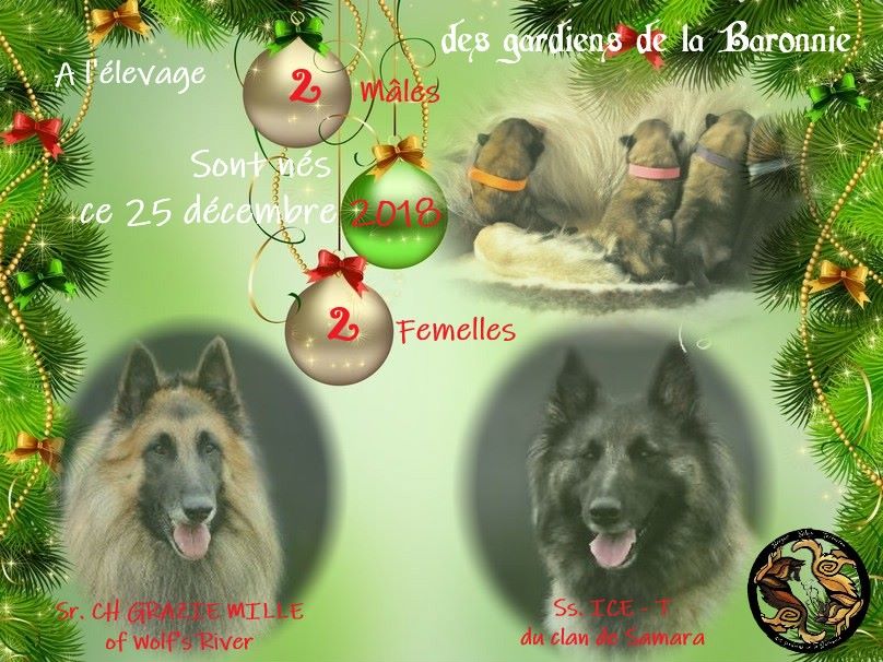 Des Gardiens De La Baronnie - Les bébés " Noël " sont nés !!!