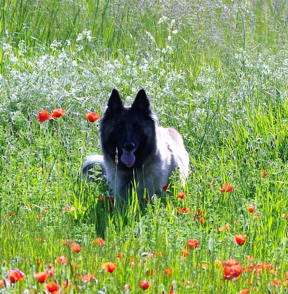 Balade dans les champs de coquelicots - Mai 2018