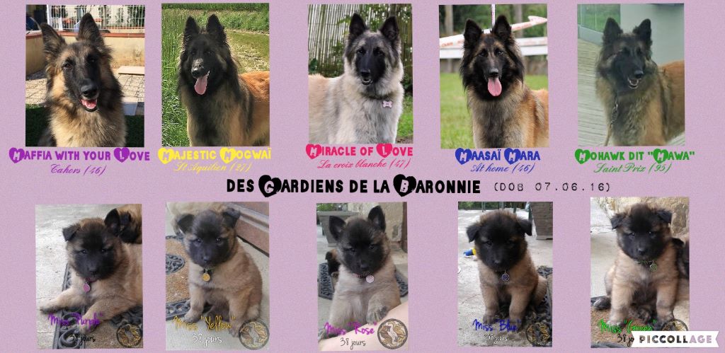 Chiot Berger Belge Des Gardiens De La Baronnie