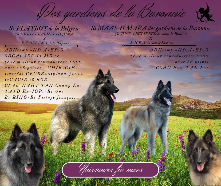 Des Gardiens De La Baronnie - Berger Belge - Portée née le 24/03/2024